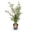 ef085ee0dd8148a4a55cba93b3ae3ead22cead77c24446f0b4790291ba6eebd9.jpg Acer palmatum Jerre Swarts - Japanischer Ahorn - Laubabwerfend - Orange-Rot