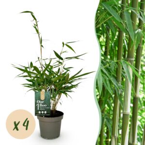 35c4daeea91748adb89e03c5c5856bfa7bde36300b0d4ada9de99a226455fd5a.jpg Gräser - Fargesia robusta Pingwu - Nicht-invasiver Bambus - Immergrün - 4 Pflanzen