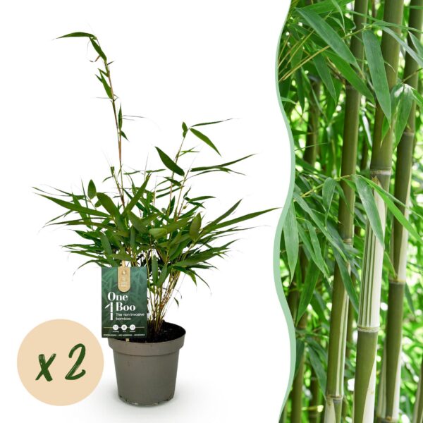 410dea8c2b3f4c95a80fbd860a6cfdc6eeba397a8e9e4b87883464d5f120dc7e.jpg Gräser - Fargesia robusta Pingwu - Nicht-invasiver Bambus - Immergrün - 2 Pflanzen