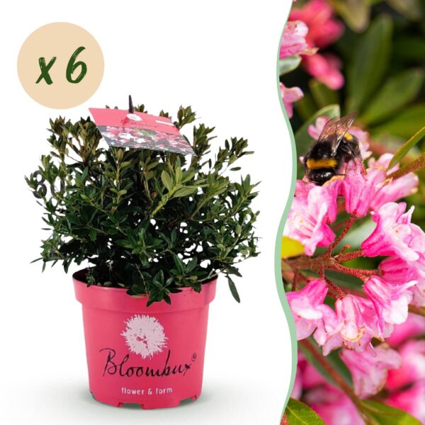 32cd059d9c8a4c2a8c1a4600c029194fa84237c738e7474783a4b814a3434b10.jpg Zwerg-Rhododendron - Rhododendron Bloombux Magenta - Blühender Buchsbaum - Pflegeleicht - Rosa Blüte - 6 Pflanzen