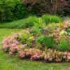 63a423cf38db4e9784098accf7d4761fe31b8a51776d4dac818b3d4afec080c6.jpg Zwerg-Rhododendron - Rhododendron Bloombux Magenta - Blühender Buchsbaum - Pflegeleicht - Rosa Blüte - 4 Pflanzen