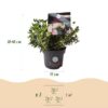 07ee121db7644325b6da6e2ec1c4ec55c04437ba78d3433487c98d754feb82a8.jpg Zwerg-Rhododendron - Rhododendron Bloombux Hellrosa - Blühender Buchsbaum - Pflegeleicht - Hellrosa Blüte - 4 Pflanzen