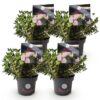 748bbafd3c244291b854896a2c235d7c5827e3d1fe5c4b61bdbb8d5d36ef0571.jpg Zwerg-Rhododendron - Rhododendron Bloombux Hellrosa - Blühender Buchsbaum - Pflegeleicht - Hellrosa Blüte - 4 Pflanzen