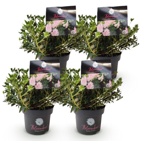 748bbafd3c244291b854896a2c235d7c5827e3d1fe5c4b61bdbb8d5d36ef0571.jpg Zwerg-Rhododendron - Rhododendron Bloombux Hellrosa - Blühender Buchsbaum - Pflegeleicht - Hellrosa Blüte - 4 Pflanzen