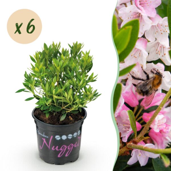 4e470b7e12f247a093d09150217298fffde171160fab414784aa19082c44611b.jpg Zwerg-Rhododendron - Rhododendron Bloombux Hellrosa - Blühender Buchsbaum - Pflegeleicht - Hellrosa Blüte - 6 Pflanzen