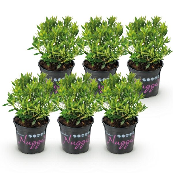 9ff5a507a6fc47f799975c939f0d5ea49284ed143ea746b181bc5cfd763923fb.jpg Zwerg-Rhododendron - Rhododendron Bloombux Hellrosa - Blühender Buchsbaum - Pflegeleicht - Hellrosa Blüte - 6 Pflanzen