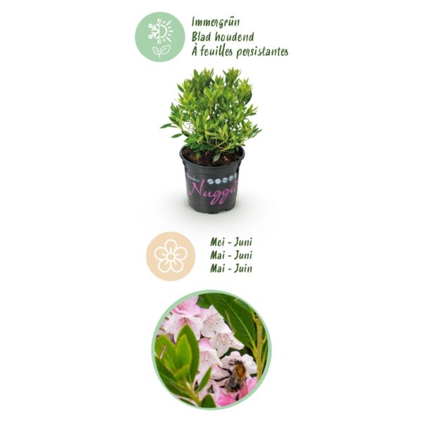 b586eb60b47742a28ce55c344135547f0855c73a8e304031a37256c708cf1d49.jpg Zwerg-Rhododendron - Rhododendron Bloombux Hellrosa - Blühender Buchsbaum - Pflegeleicht - Hellrosa Blüte - 6 Pflanzen