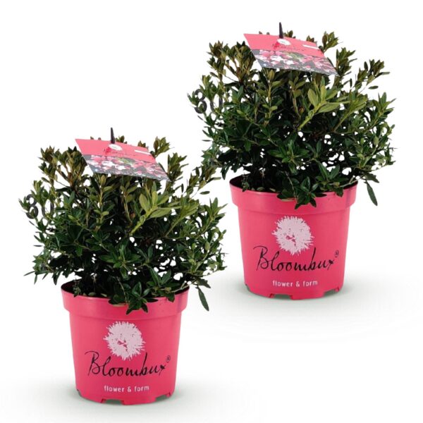 7e40cba55e724e3ebd72c7d2553589a670d760210dfb4c15b231f9f70426bd74.jpg Zwerg-Rhododendron - Rhododendron Bloombux Magenta - Blühender Buchsbaum - Pflegeleicht - Rosa Blüte - 2 Pflanzen