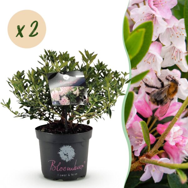91b8bcac66a5450189f60e6c4df6046211e7435beeb94c66b3bff80a0b62636e.jpg Zwerg-Rhododendron - Rhododendron Bloombux Hellrosa - Blühender Buchsbaum - Pflegeleicht - Hellrosa Blüte - 2 Pflanzen