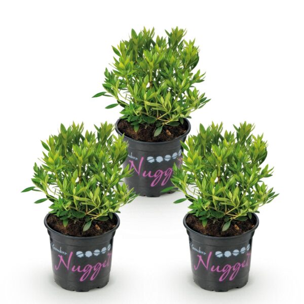 a999b133455040c6b65cf71a08210874254d2709604b453b865832bcef542d0a.jpg Zwerg-Rhododendron - Rhododendron Bloombux Hellrosa - Blühender Buchsbaum - Pflegeleicht - Hellrosa Blüte - 3 Pflanzen