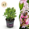 b7c32976fdeb48eb98ab0bc98b35d5fa89298758346c42e0ba19fb4b6fe0bb90.jpg Zwerg-Rhododendron - Rhododendron Bloombux Hellrosa - Blühender Buchsbaum - Pflegeleicht - Hellrosa Blüte - 3 Pflanzen