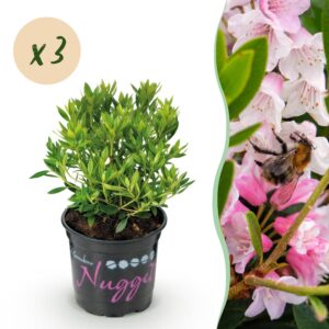 b7c32976fdeb48eb98ab0bc98b35d5fa89298758346c42e0ba19fb4b6fe0bb90.jpg Zwerg-Rhododendron - Rhododendron Bloombux Hellrosa - Blühender Buchsbaum - Pflegeleicht - Hellrosa Blüte - 3 Pflanzen