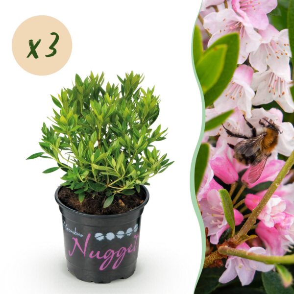 b7c32976fdeb48eb98ab0bc98b35d5fa89298758346c42e0ba19fb4b6fe0bb90.jpg Zwerg-Rhododendron - Rhododendron Bloombux Hellrosa - Blühender Buchsbaum - Pflegeleicht - Hellrosa Blüte - 3 Pflanzen