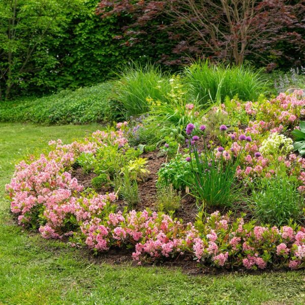 51d591aa0bbc495d9266743d19cc2f03fd7fff57ac044df797d5be91303bda81.jpg Zwerg-Rhododendron - Rhododendron Bloombux Magenta - Blühender Buchsbaum - Pflegeleicht - Rosa Blüte