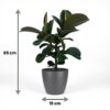 Gummipflanze - Ficus Elastica Cloe - Grün - Pflegeleicht - mit Potter Grey