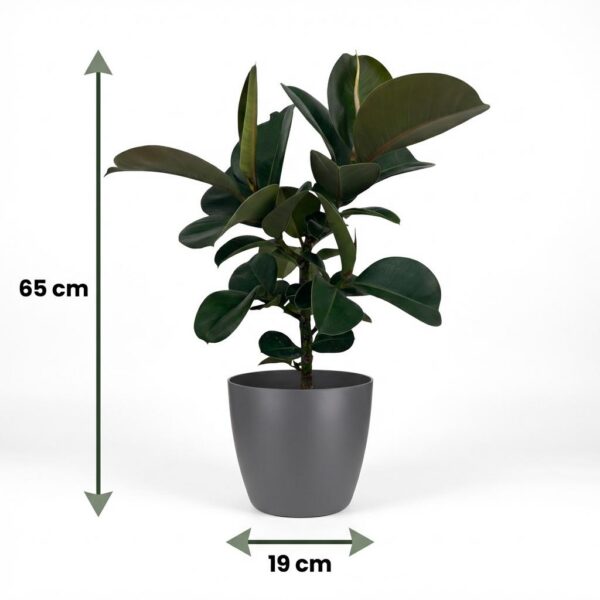 Gummipflanze - Ficus Elastica Cloe - Grün - Pflegeleicht - mit Potter Grey