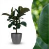 Gummipflanze - Ficus Elastica Cloe - Grün - Pflegeleicht - mit Potter Grey