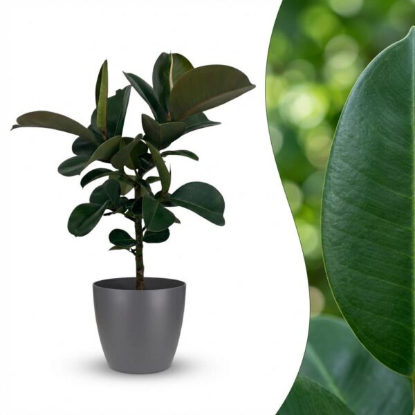 Gummipflanze - Ficus Elastica Cloe - Grün - Pflegeleicht - mit Potter Grey