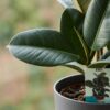Gummipflanze - Ficus Elastica Cloe - Grün - Pflegeleicht - mit Potter Grey