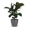 Gummipflanze - Ficus Elastica Cloe - Grün - Pflegeleicht - mit Potter Grey