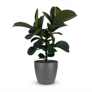 Gummipflanze - Ficus Elastica Cloe - Grün - Pflegeleicht - mit Potter Grey