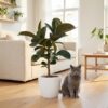 Gummipflanze - Ficus Elastica Cloe - Grün - Pflegeleicht - mit Potter Weiß