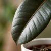 Gummipflanze - Ficus Elastica Cloe - Grün - Pflegeleicht - mit Potter Weiß