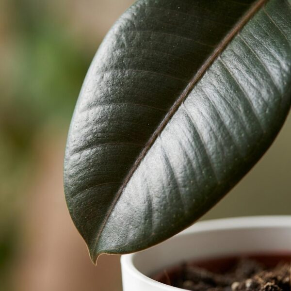 Gummipflanze - Ficus Elastica Cloe - Grün - Pflegeleicht - mit Potter Weiß