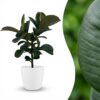 Gummipflanze - Ficus Elastica Cloe - Grün - Pflegeleicht - mit Potter Weiß
