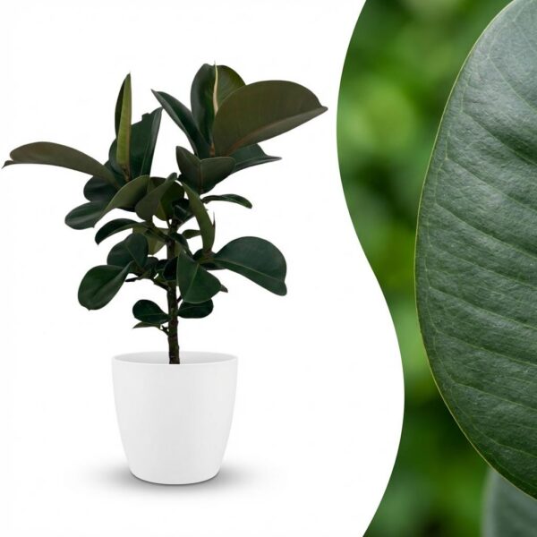 Gummipflanze - Ficus Elastica Cloe - Grün - Pflegeleicht - mit Potter Weiß