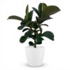 Gummipflanze - Ficus Elastica Cloe - Grün - Pflegeleicht - mit Potter Weiß