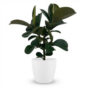 Gummipflanze - Ficus Elastica Cloe - Grün - Pflegeleicht - mit Potter Weiß