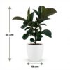 Gummipflanze - Ficus Elastica Cloe - Grün - Pflegeleicht - mit Potter Weiß
