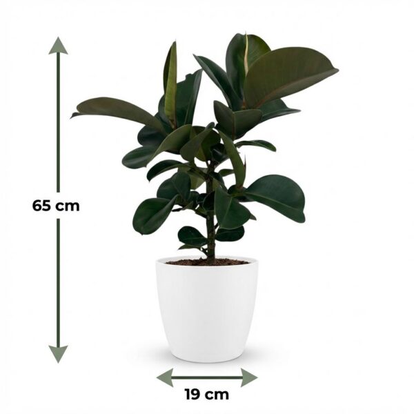 Gummipflanze - Ficus Elastica Cloe - Grün - Pflegeleicht - mit Potter Weiß