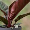 452d83cdbaf8470e875cc70eace253d729626cbfe8e14267a9a2c4aac42664cb.jpg Philodendron - Philodendron Imperial Red - Rot - Pflegeleicht - mit Potter Grey