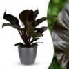4e38c0db5bb94b08887a36211f6487e8c43dea8d1d9a45e7a085ffd2ccaf9cf1.jpg Philodendron - Philodendron Imperial Red - Rot - Pflegeleicht - mit Potter Grey