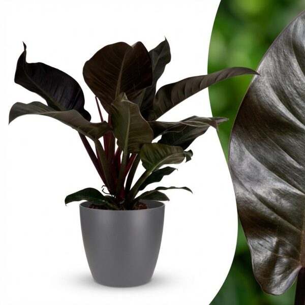 4e38c0db5bb94b08887a36211f6487e8c43dea8d1d9a45e7a085ffd2ccaf9cf1.jpg Philodendron - Philodendron Imperial Red - Rot - Pflegeleicht - mit Potter Grey