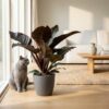 a4680f8f3ab34658bf5aee6ff2c00f94b109cf87c601480d92ad59585f5e6c5e.jpg Philodendron - Philodendron Imperial Red - Rot - Pflegeleicht - mit Potter Grey