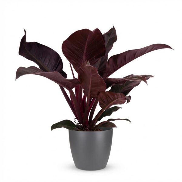 a7bd4ff7df6749159e94a3daac6a2a929041fdb46ca341fa84ed59c23825f945.jpg Philodendron - Philodendron Imperial Red - Rot - Pflegeleicht - mit Potter Grey