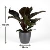 ab70500c13f04793bb25ea599453d45716d79facd45e41dc9f0265e62ef6119d.jpg Philodendron - Philodendron Imperial Red - Rot - Pflegeleicht - mit Potter Grey