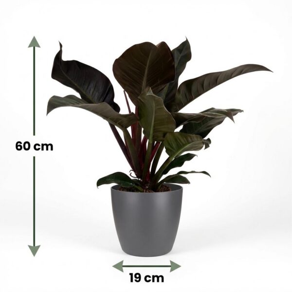 ab70500c13f04793bb25ea599453d45716d79facd45e41dc9f0265e62ef6119d.jpg Philodendron - Philodendron Imperial Red - Rot - Pflegeleicht - mit Potter Grey