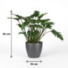 Philodendron - Philodendron Xanadu - Grün - Pflegeleicht - mit Potter Grey