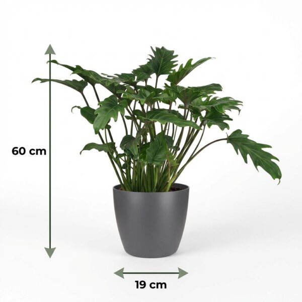 Philodendron - Philodendron Xanadu - Grün - Pflegeleicht - mit Potter Grey