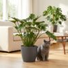 Philodendron - Philodendron Xanadu - Grün - Pflegeleicht - mit Potter Grey