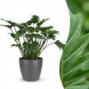 Philodendron - Philodendron Xanadu - Grün - Pflegeleicht - mit Potter Grey