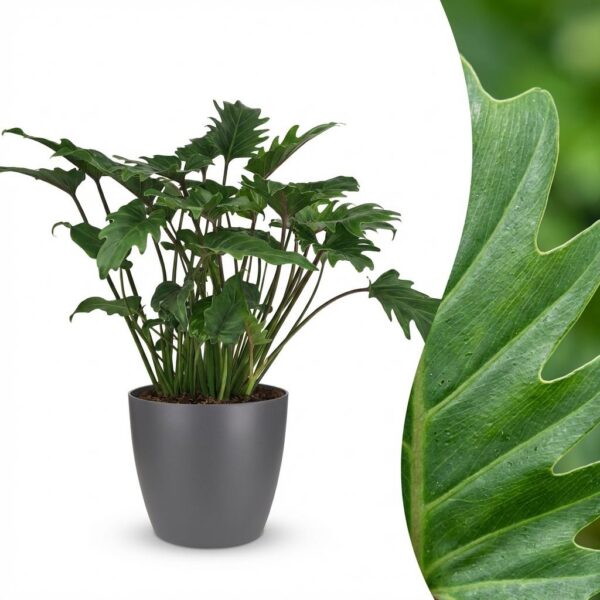 Philodendron - Philodendron Xanadu - Grün - Pflegeleicht - mit Potter Grey