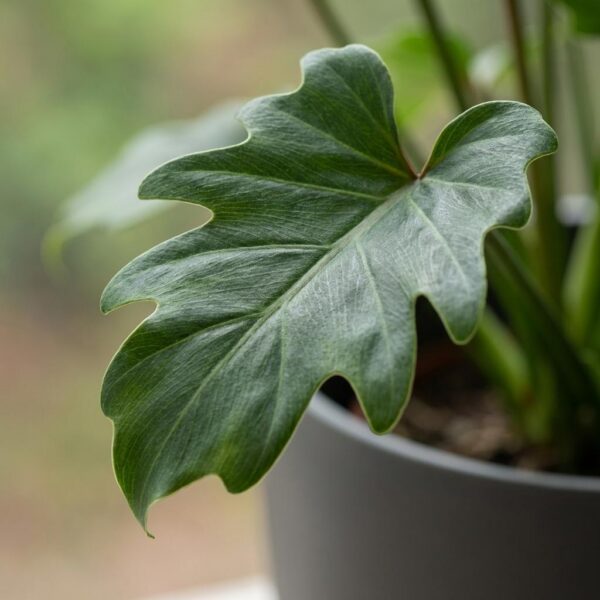 Philodendron - Philodendron Xanadu - Grün - Pflegeleicht - mit Potter Grey