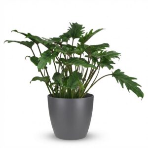 Philodendron - Philodendron Xanadu - Grün - Pflegeleicht - mit Potter Grey
