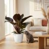 040347227d9c4cf7aa1338a48b4e1ebf446f342e8ad549cebbb9d0dbef10805d.jpg Philodendron - Philodendron Imperial Red - Rot - Pflegeleicht - mit Potter White
