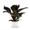 2861156794fb4e8ba96e171c245561b1cfda1510f2c742d7a184c62f420a1426.jpg Philodendron - Philodendron Imperial Red - Rot - Pflegeleicht - mit Potter White